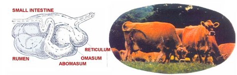 PML Cow Magnet (Raksha Pill) for preventing cattle hardware disease